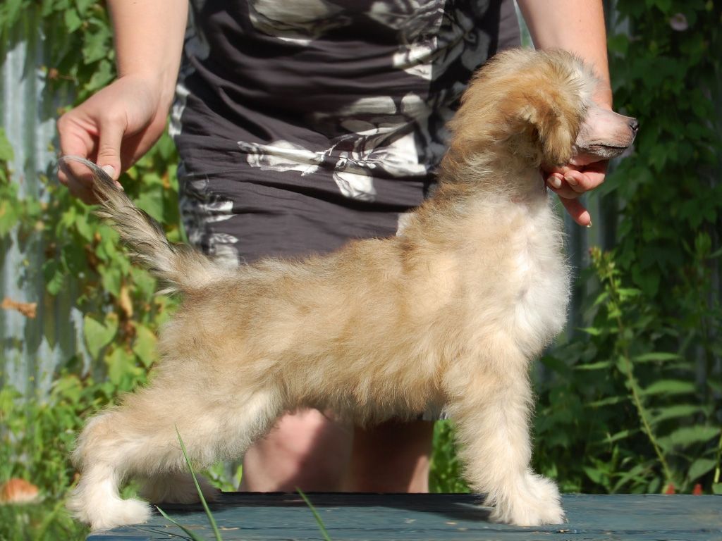 True Magnifisen Honey Sweet