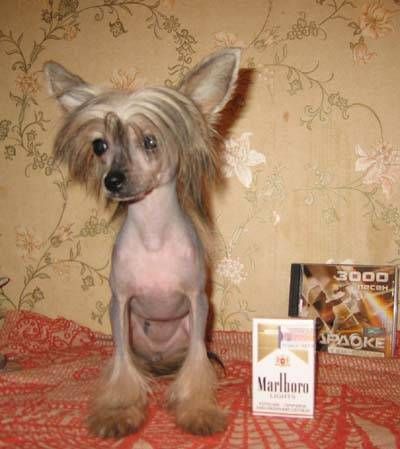 Apriori Vip Evredika