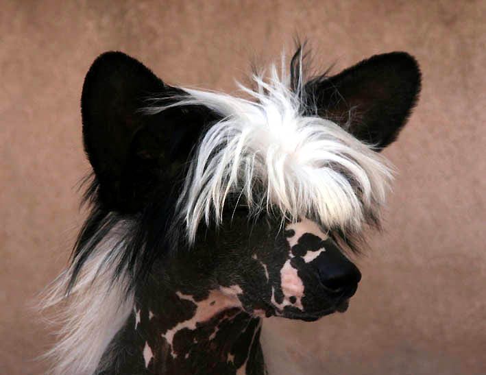 Iced Diamond von Shinbashi