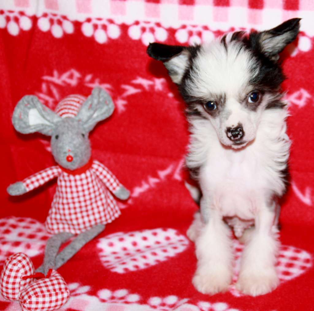 Chichiripa Ace To Play