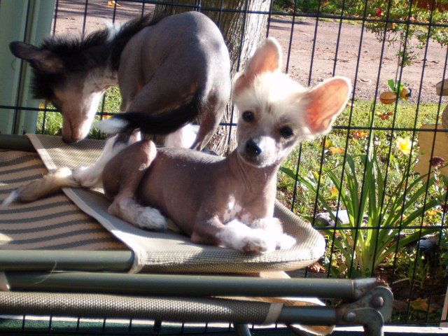 Krayons Blast of Bronze