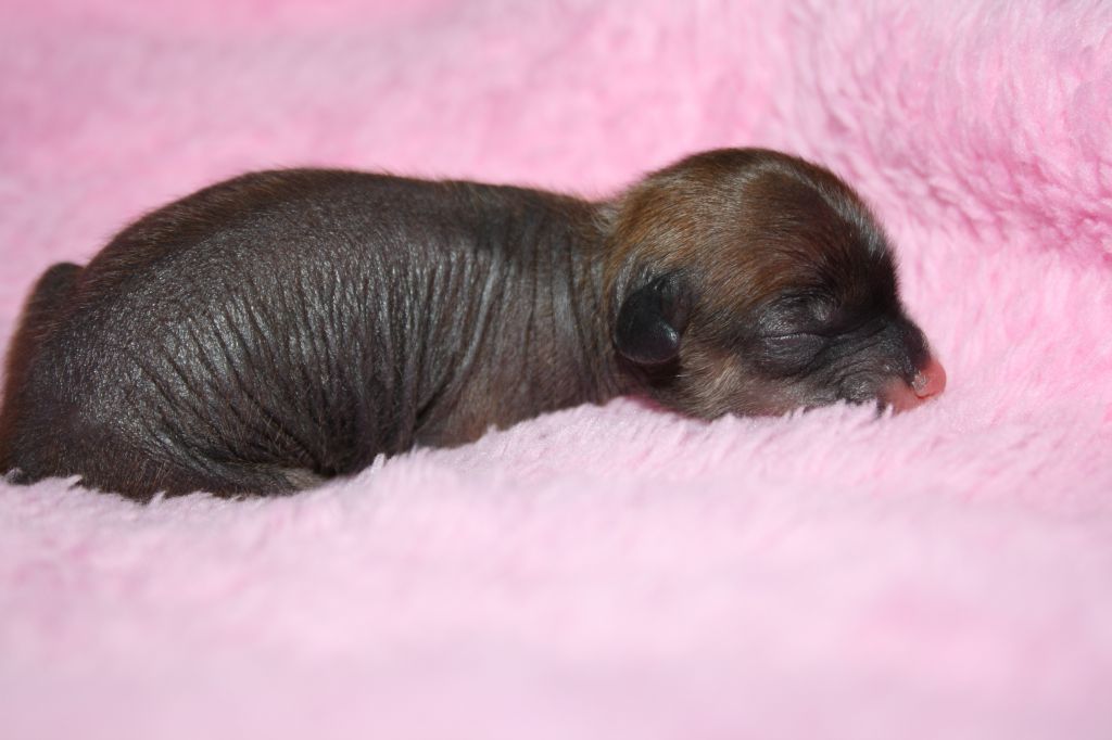 Nudaveritas Ferrari Extreme