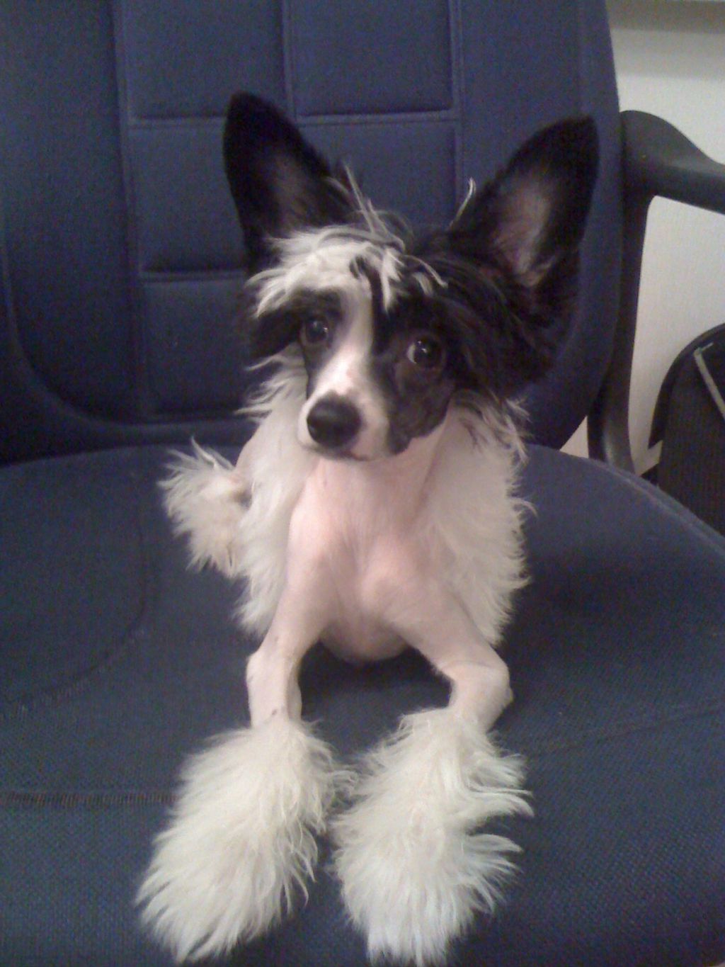 Vellar Pljus Lord Larius