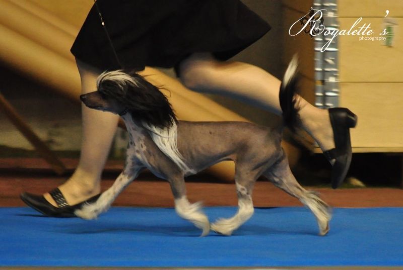 Amtietam's Be My Princess