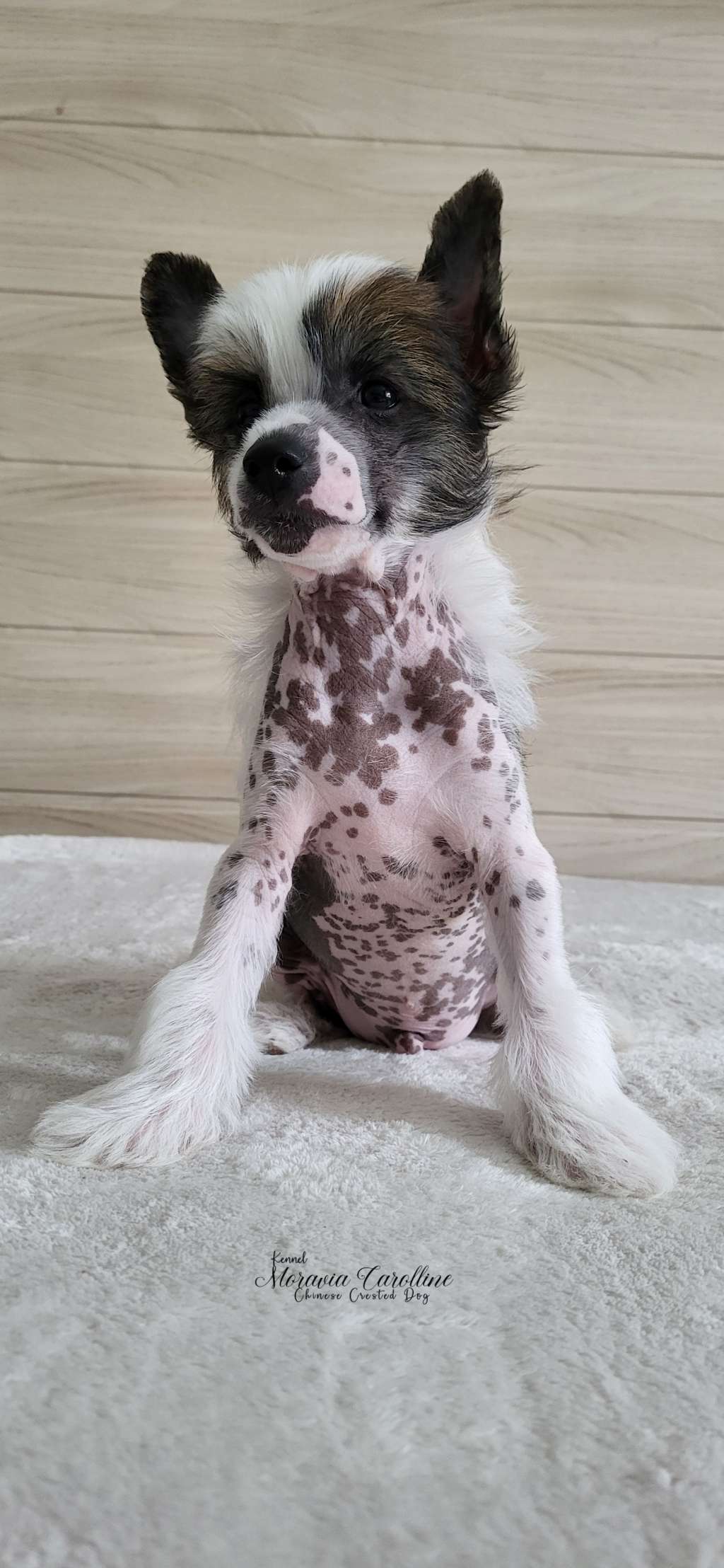 Frisco Moravia Carolline