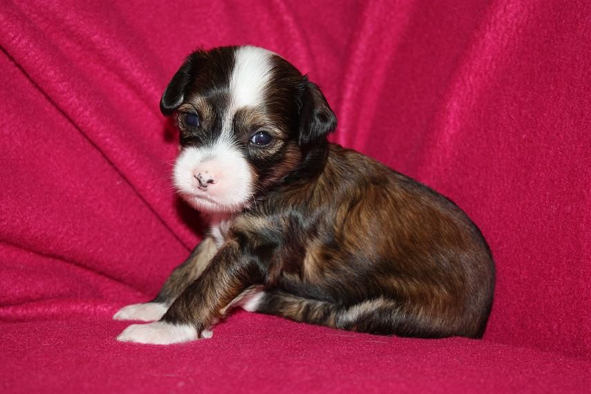 Graine de Rebelle de L'Orée des Rêves