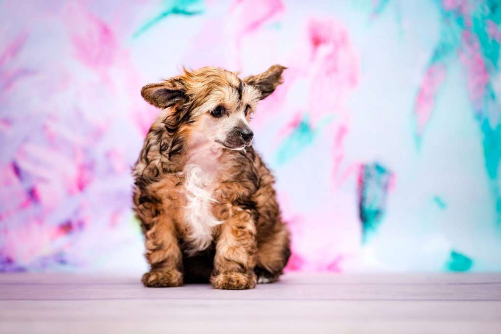 Legacy Of Hope Creciente Estrella