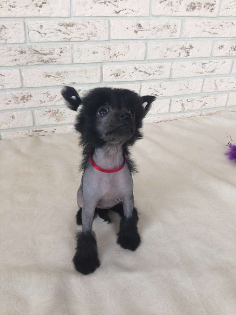 Charuyuschiy Soblazn Ceciliya Lorenso