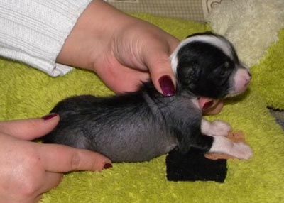 Stars at Sea Just a Gigolo