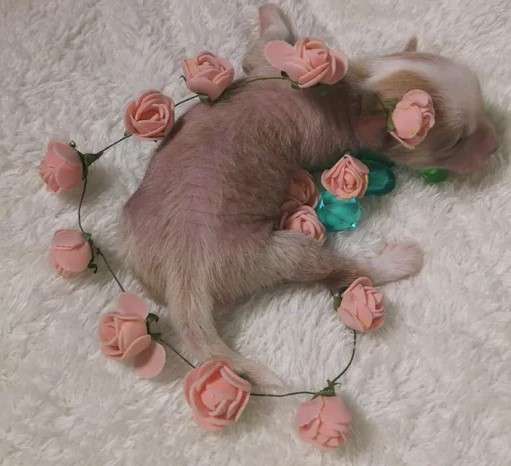 Show Galaktika Zhemchuzhnyy Prints