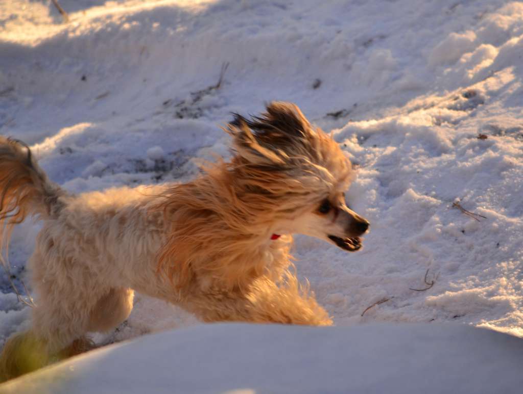 Berenik Pandora Yantarnay Ledy