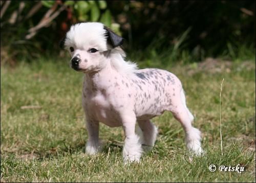 Ferchaz Actual Fantasy