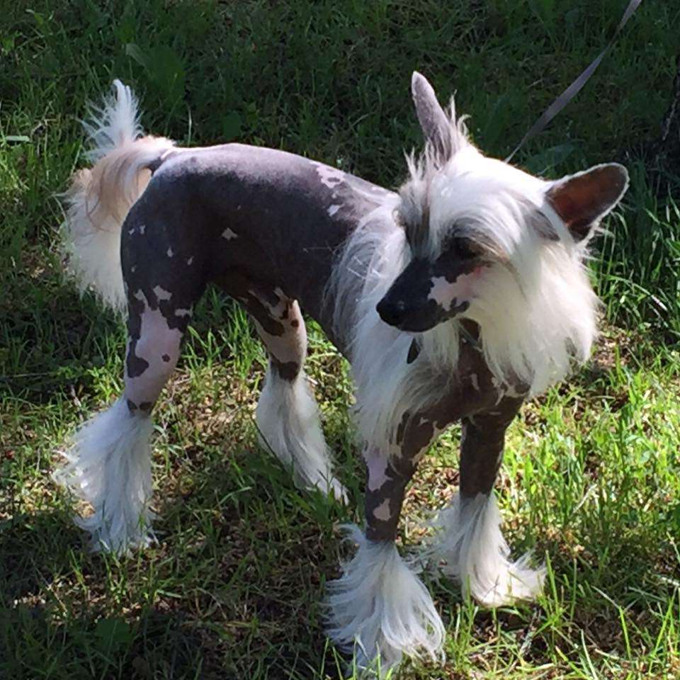 Olegro Katrin Nektar Lyubvi