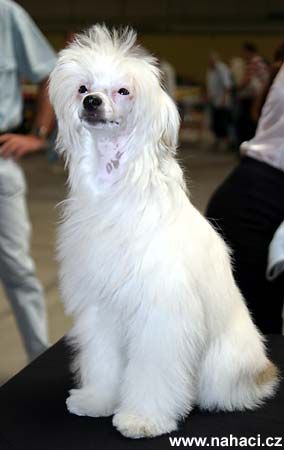 Royal Snow White Fantasy Island