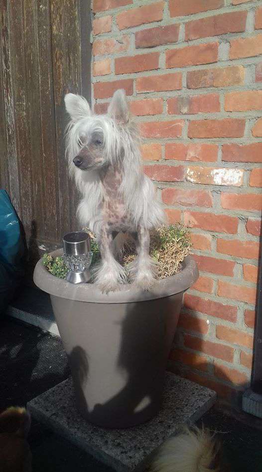 Petit Princess Little Charmings.