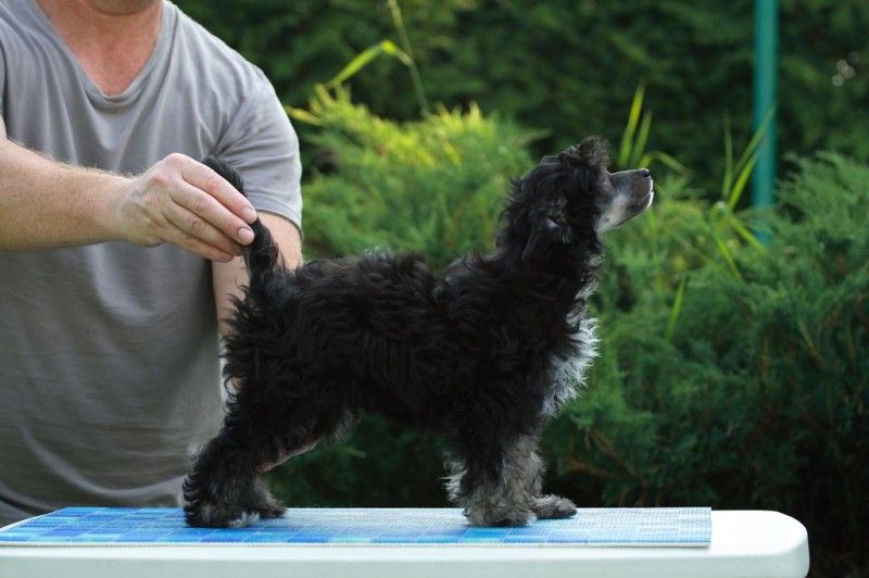 Angie Black Magic Od Sisaku