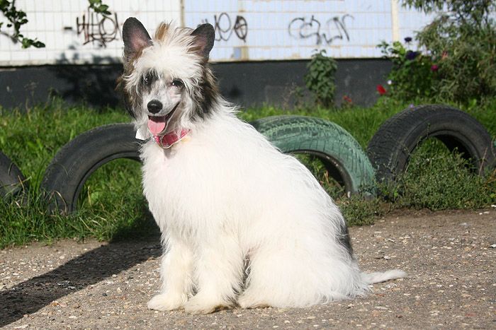 Status Imperial Don't Stop