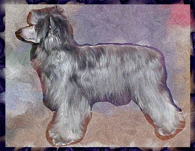 Zydeco's Sassy of Brooklyn