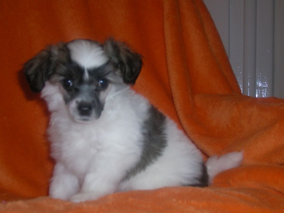 Duffle Paw od Bile lane