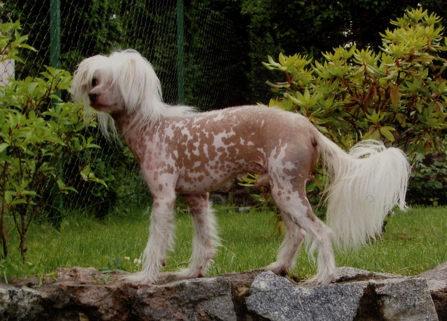 Opium Oasis Imperija