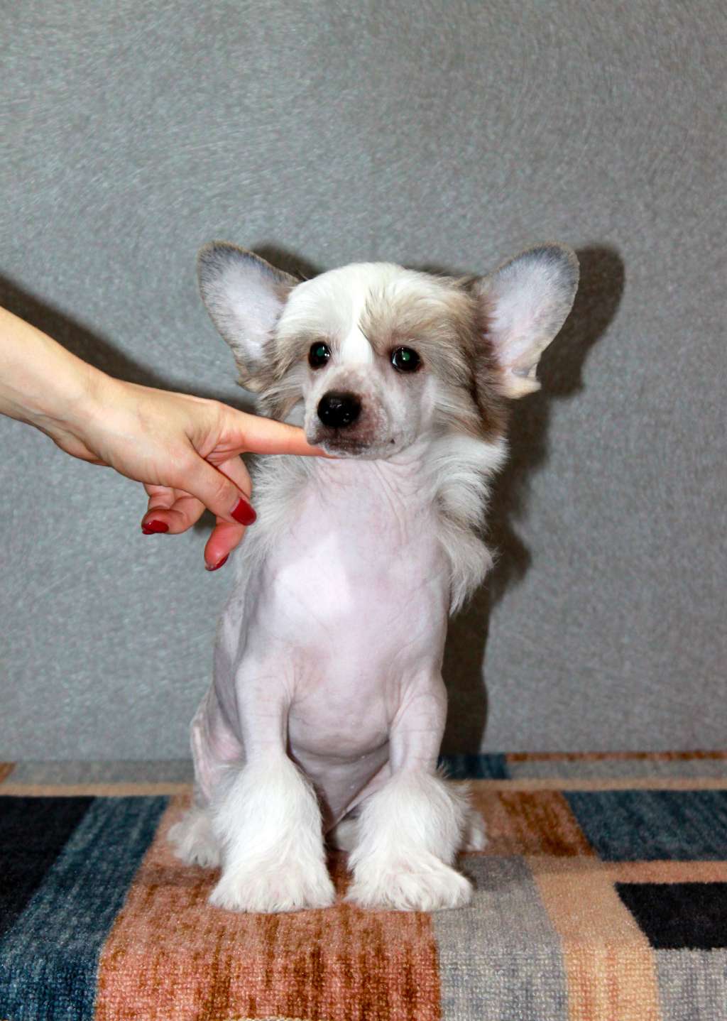 Sempre Con Te Vegas VIP Guest