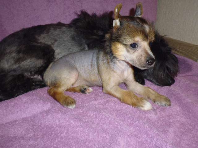 Charuyuschiy Soblazn Zabava