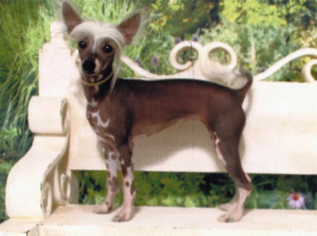 Lyric Town Sheza Pop Star