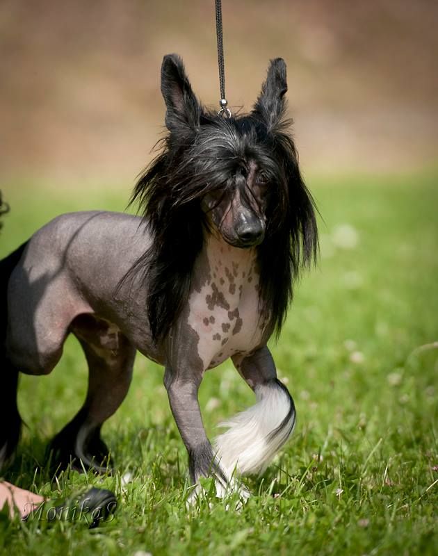 Cartier Santa la Vida