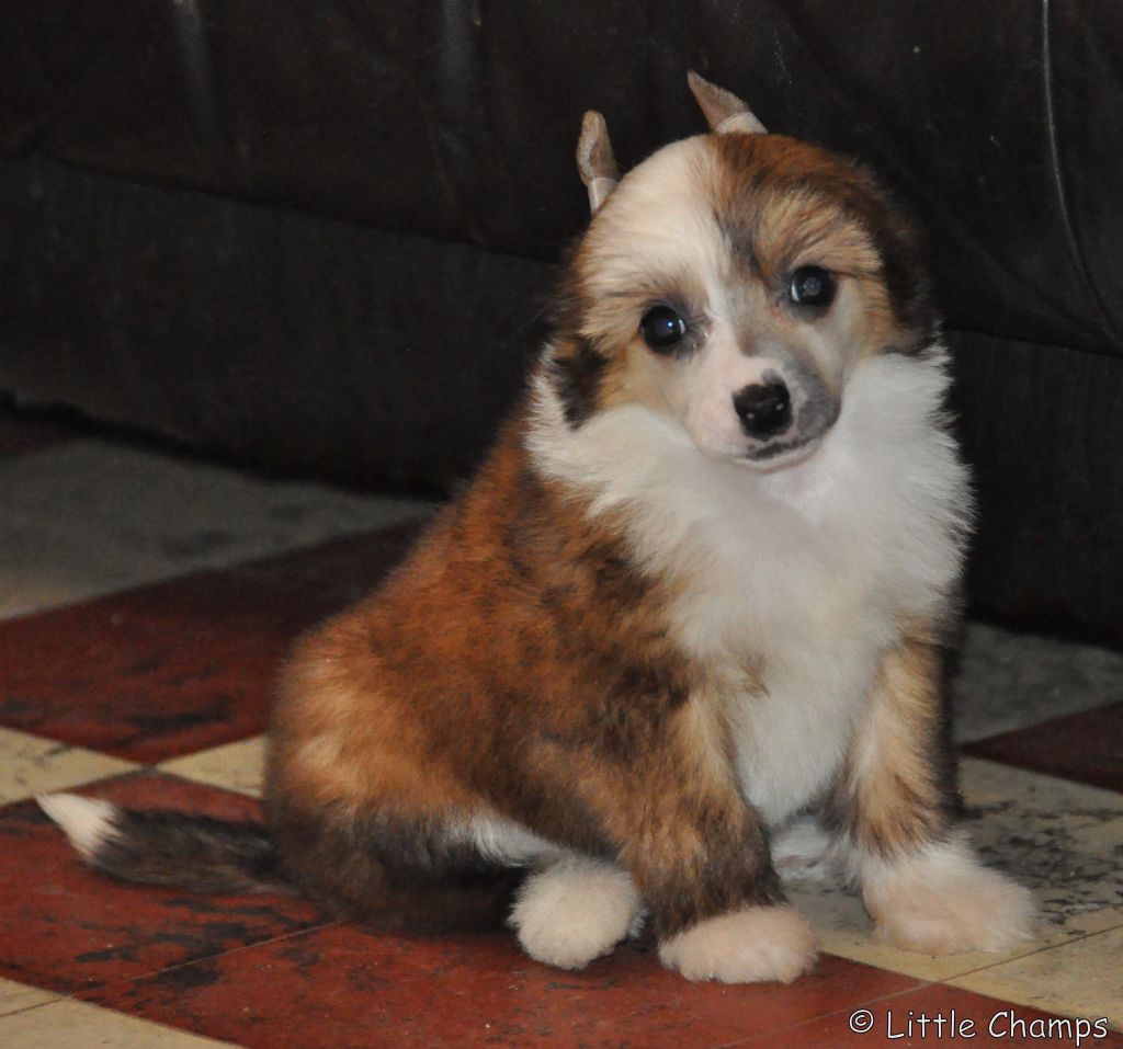 Jet Society Little Champs