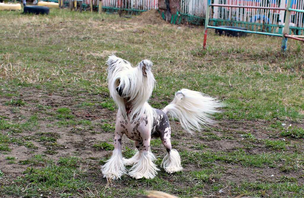 Exotic Passion Iz Vishnyovogo Sada