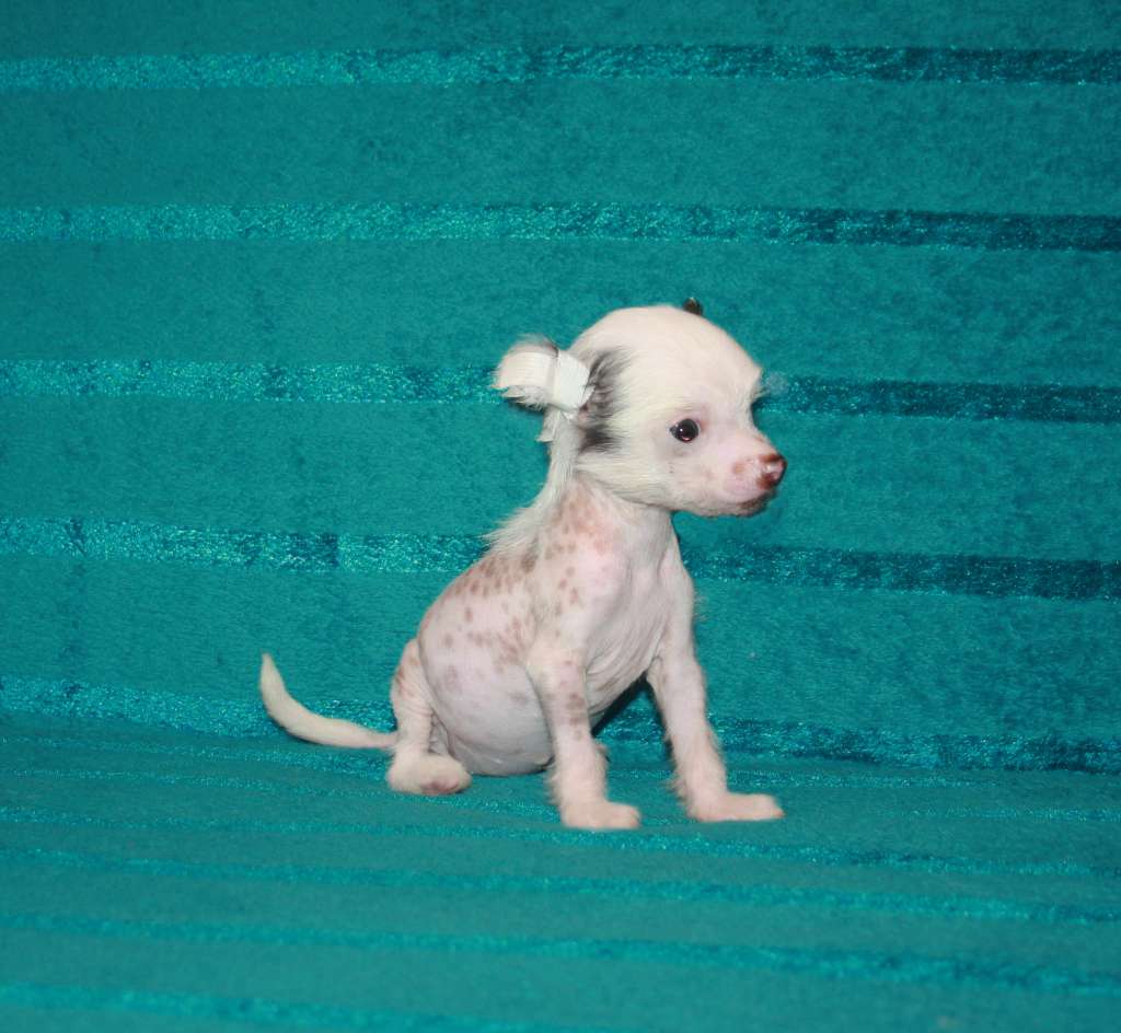 Charuyuschiy Soblazn Loysa