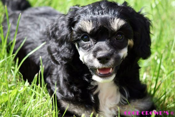 Cool Crowd's Brand New Hate