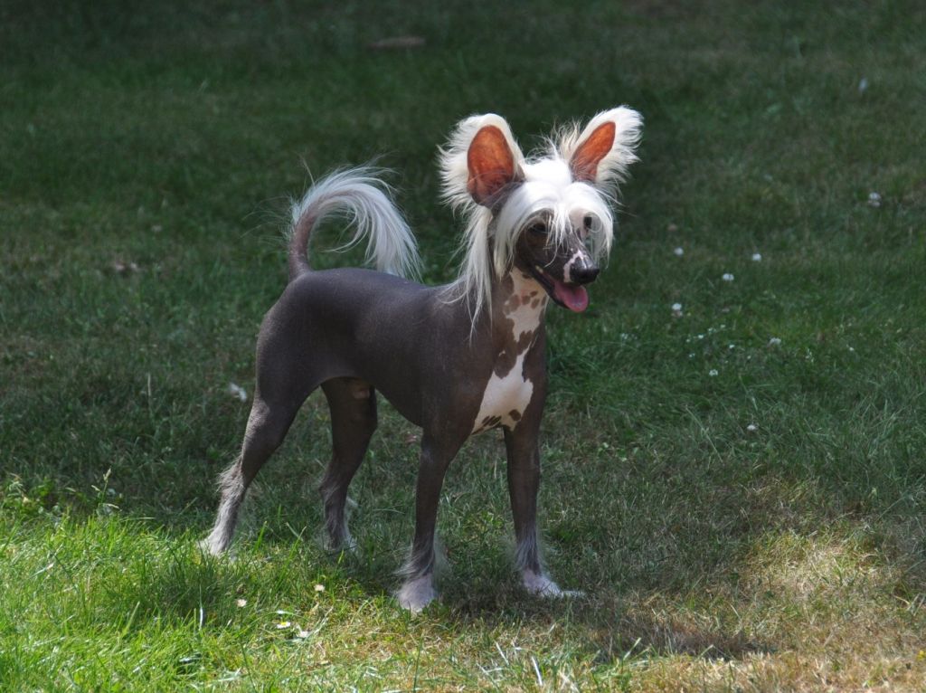 Hacrobatic Little Champs