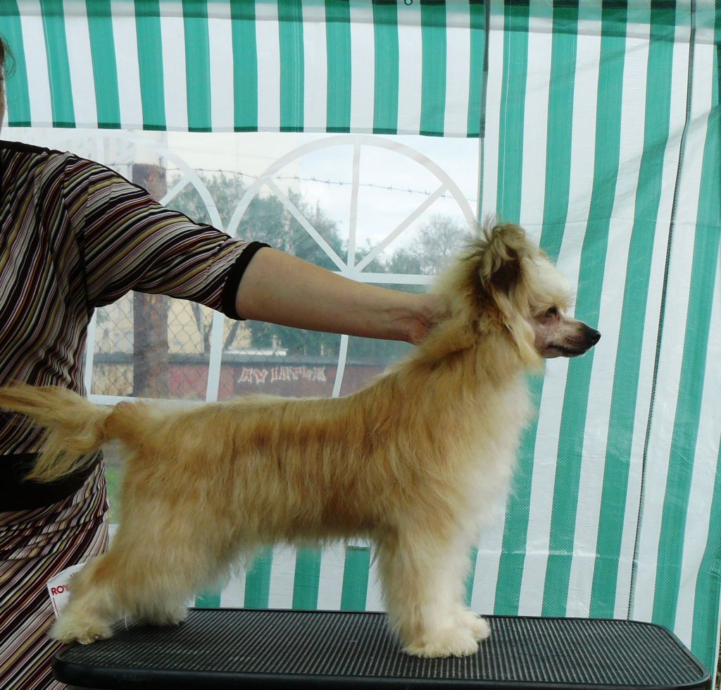 Brusnichka ot Volnogo Psa