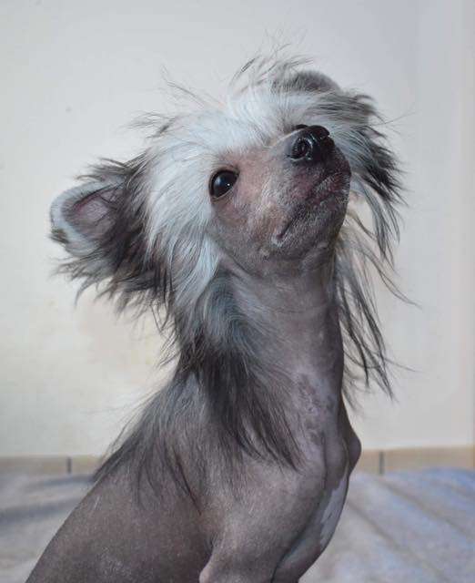 Smedbys It's Now Or Never