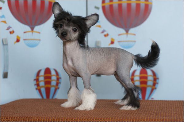 Apriori Vip In Touch