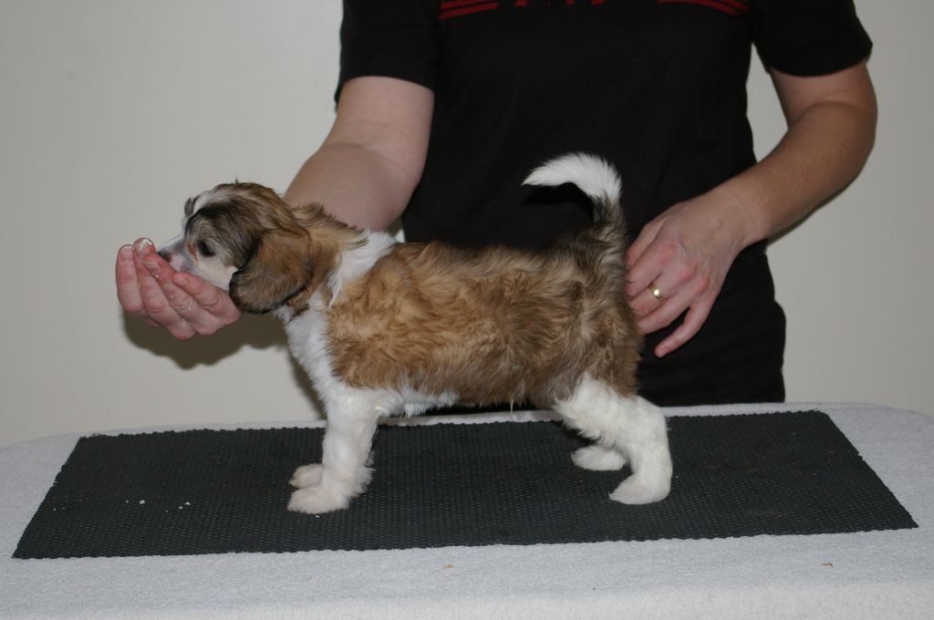 Leibwache Not Now Bernard