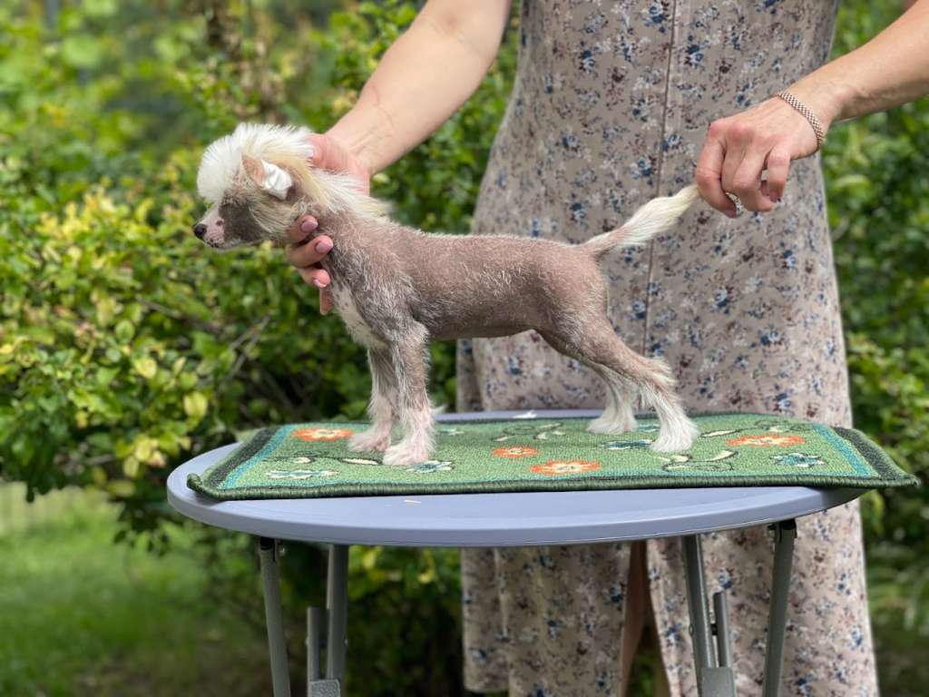 Show Galaktika Laureline Noel