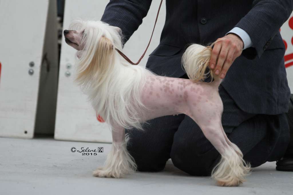 Multi Ch. Dakota Rose White Star