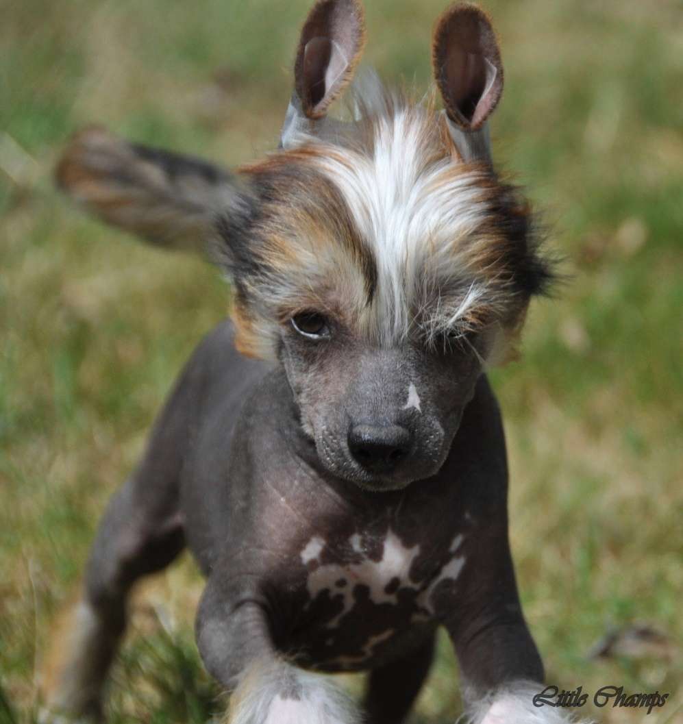 Moonstone Little Champs