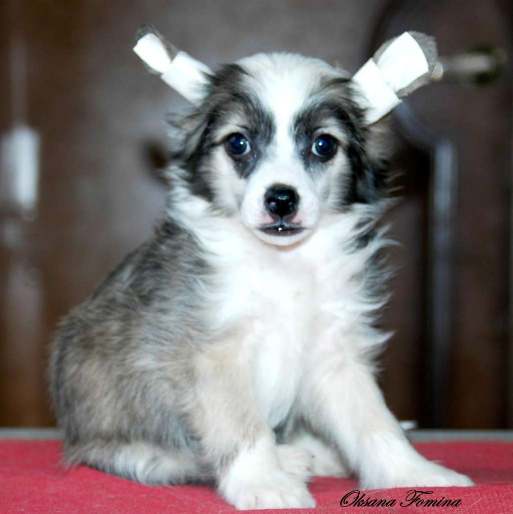 Star Show Bon Ami Derik