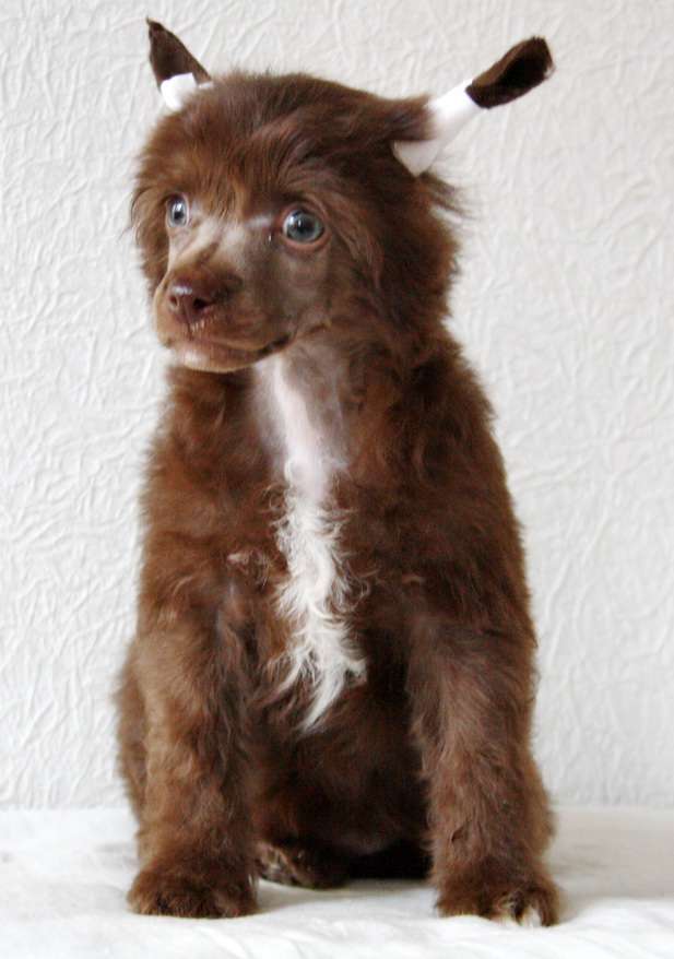 Anda Frelsis Kensiro