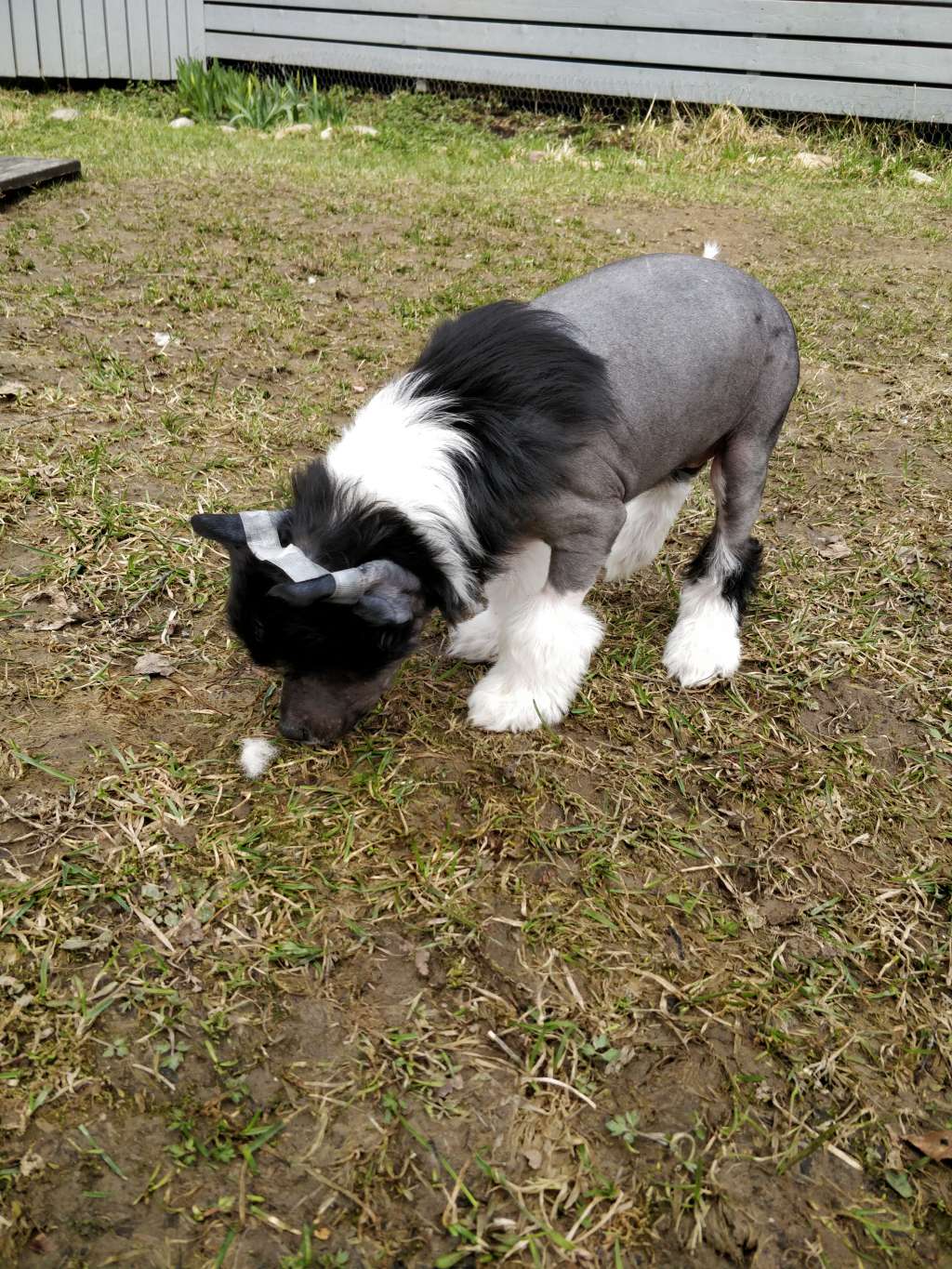 Chaotricals Bad Reputation