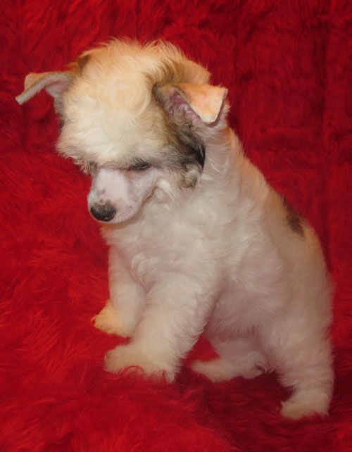 Angel O' Check Gardemarin.