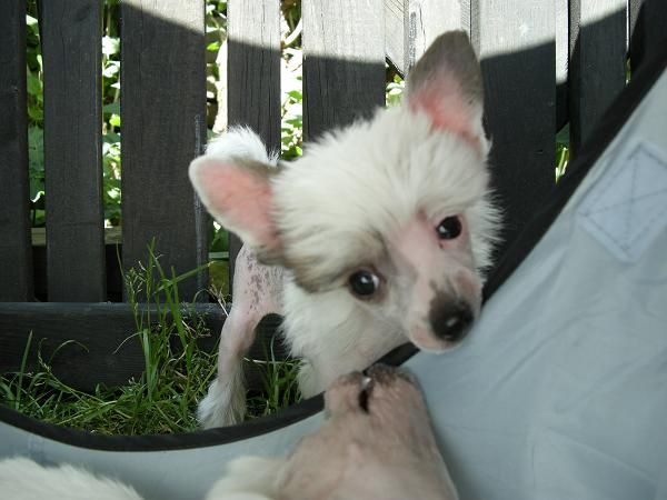 Zödra Gremlins Devil