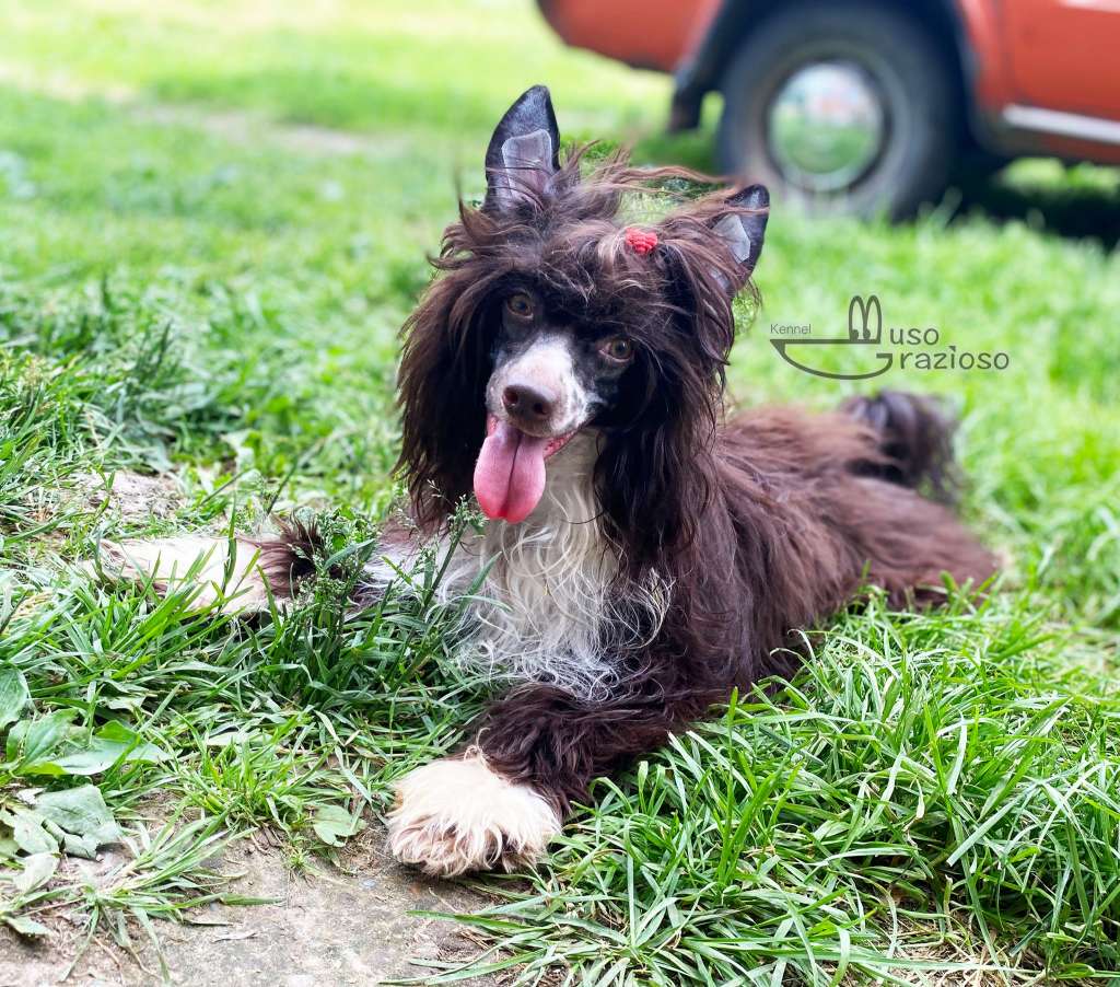 Muso Grazioso Nord Talisman on Good Luck