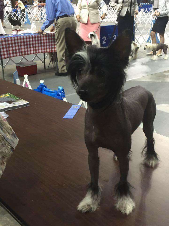 Smooth Operator By Jove SOM