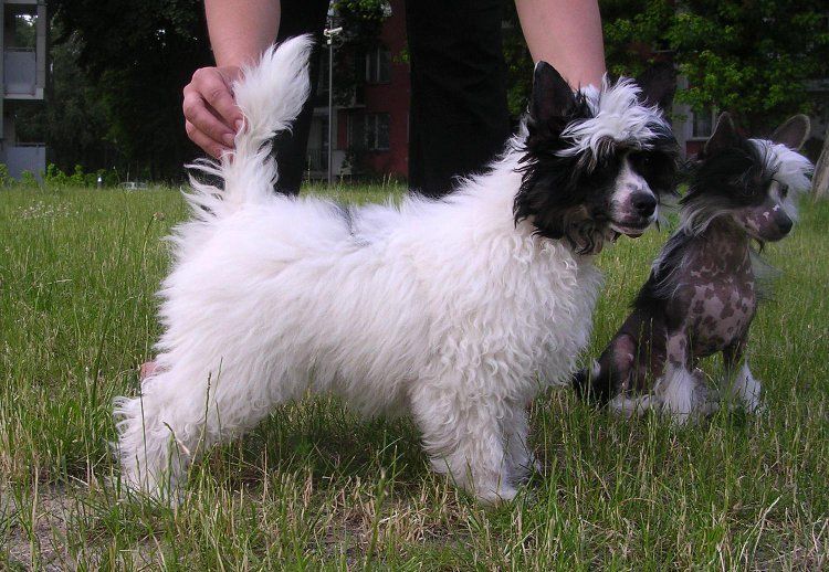 Expecto Patronum Sasima