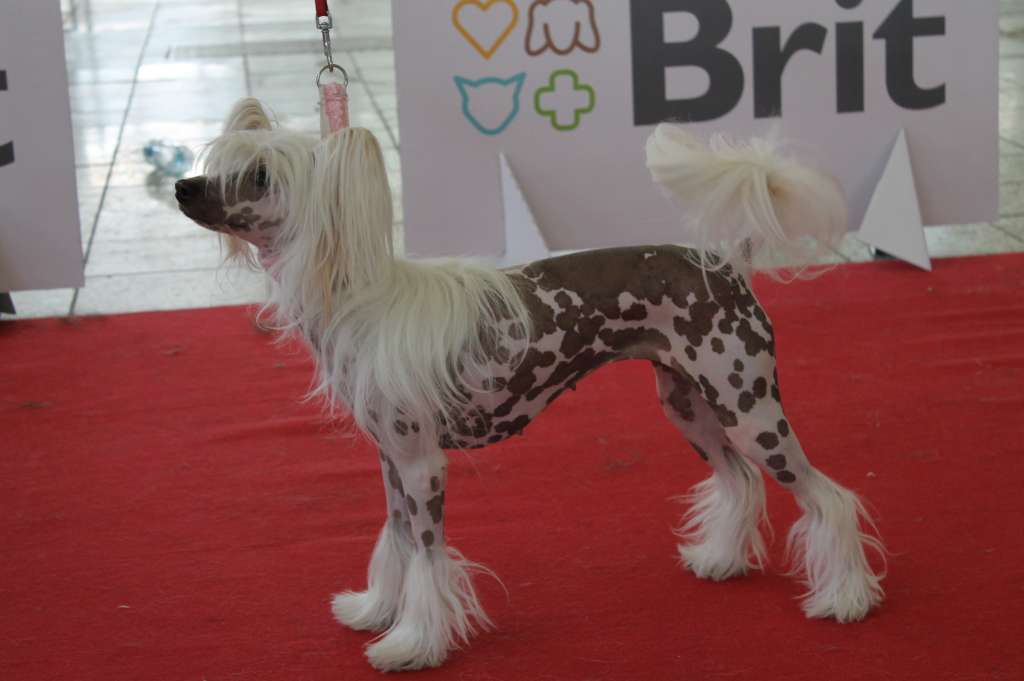 Tamiami's California