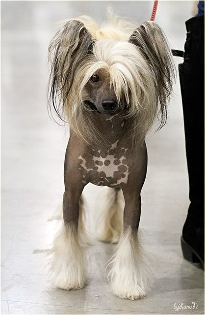 Olegro Katrin Napoleon